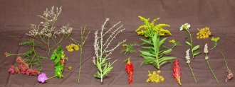 Examples of plants that will preserve color well, once they are pressed and dried.