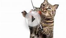 Birthday Greetings - Violinist Cat