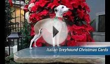 Italian Greyhound Christmas Cards Romance
