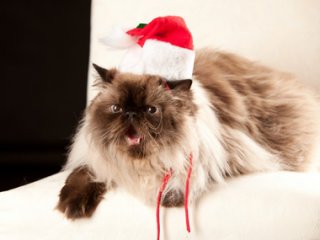 What cats think of Christmas